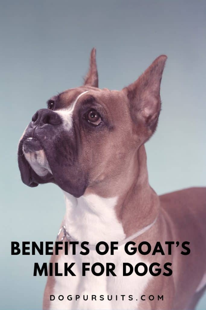 What are the Benefits of Goat’s Milk for Dogs