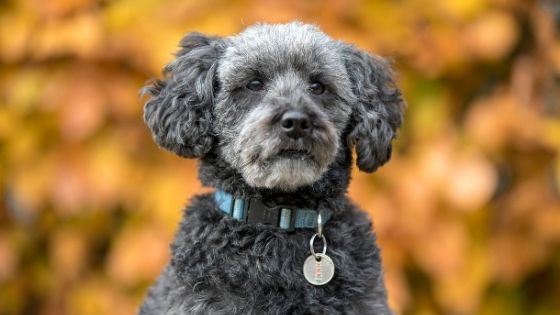 Schnoodle Dog Breed
