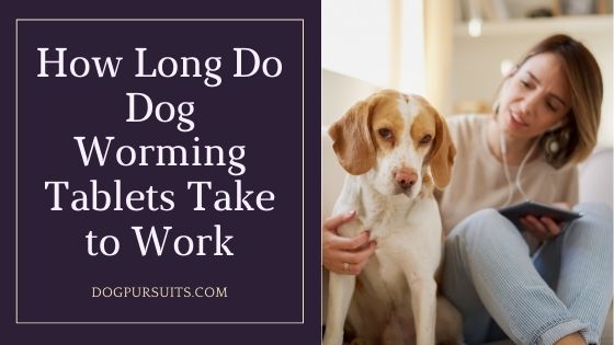 How Long Do Dog Worming Tablets Take to Work - Easy Guide for Dog Owners